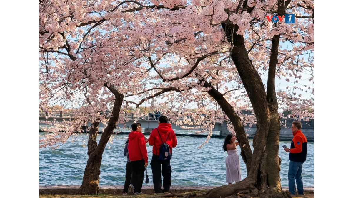 Ước tính mỗi năm Washington đón khoảng 1.5 triệu lượt khách đến ngắm hoa anh đào