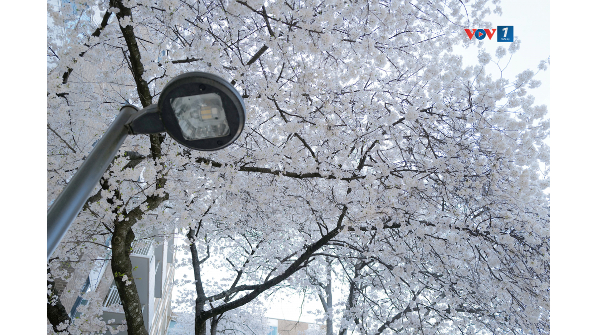 Nở trắng xoá một góc phố ở Washington