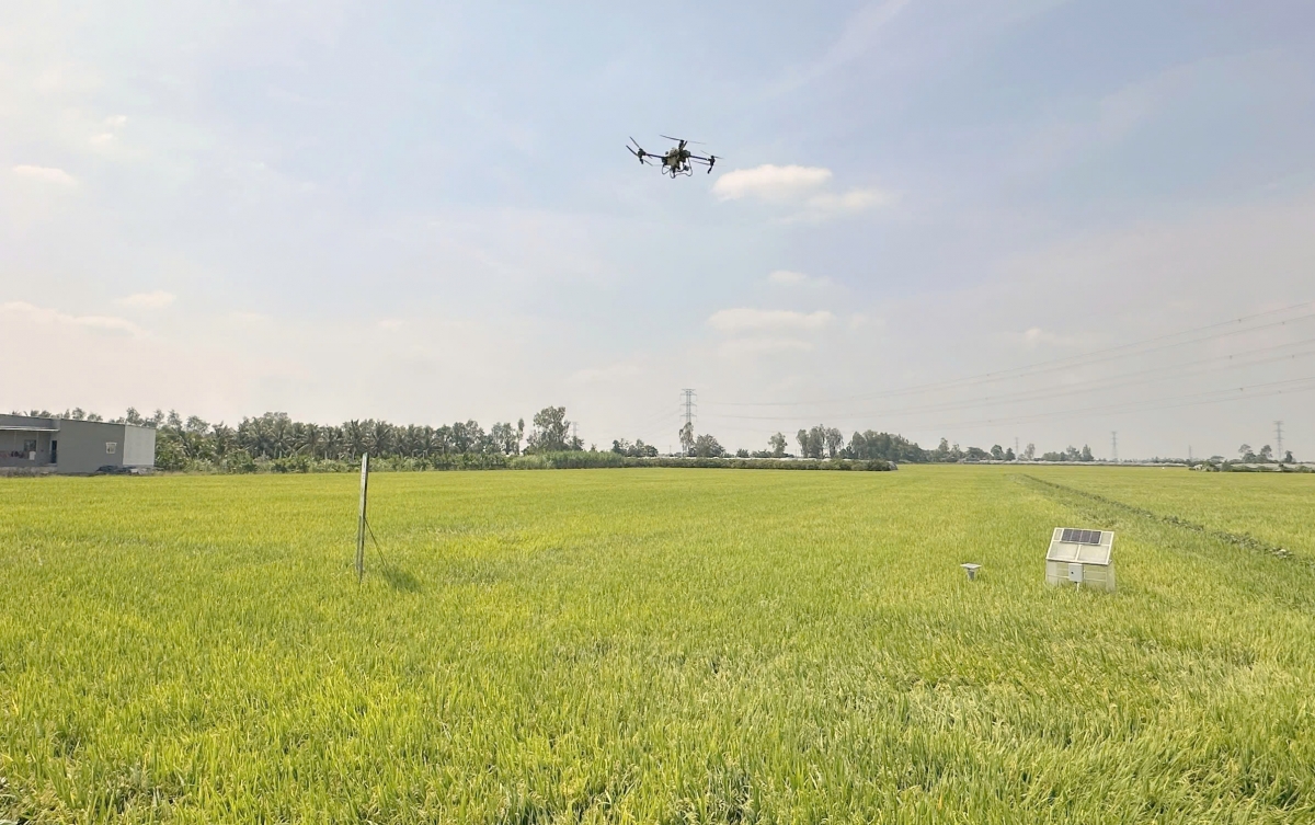 Sử dụng dron phun thuốc trên cánh đồng lúa vùng ĐBSCL.