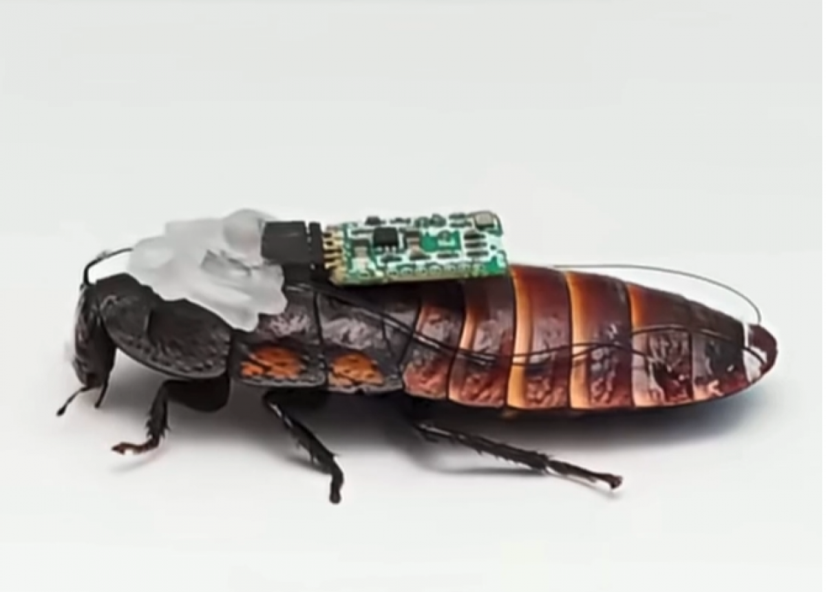 Hình ảnh "gián người máy" trong video clip của Quang Minh nhật báo.