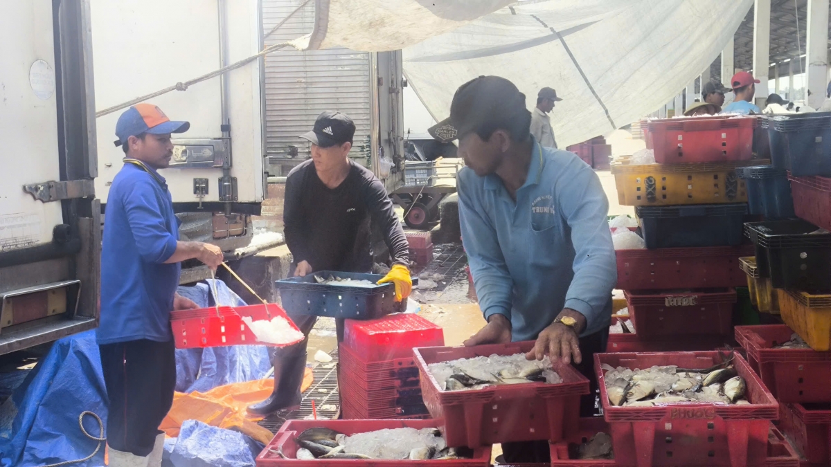 Ngư dân bốc dỡ hải sản tại cảng cá Sông Đốc, Cà Mau