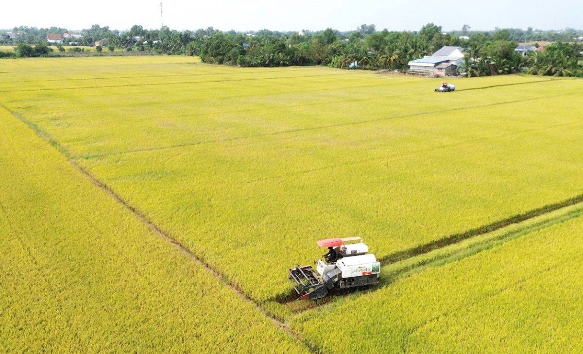 Chủ động sản xuất trước giá phân bón tăng cao 