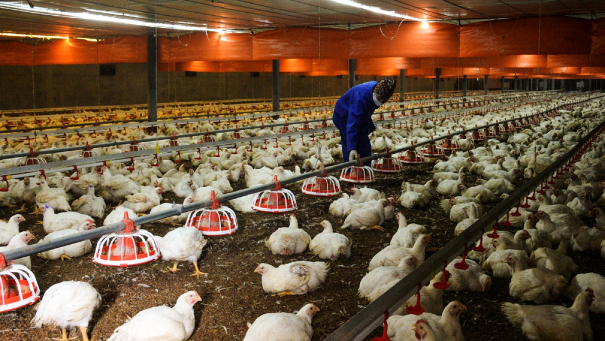 Mô hình chăn nuôi gia cầm của hộ nông dân tại Bắc Ninh