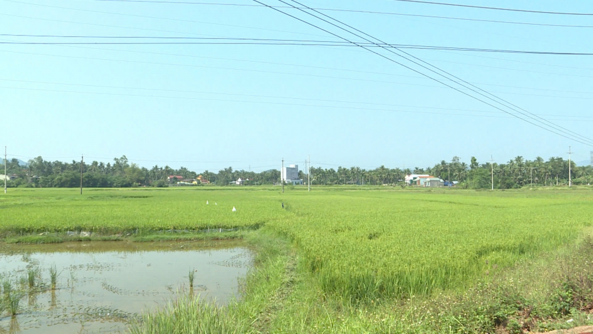 Diện tích đất nông nghiệp tại Gia Lai nằm trong diện thu hồi để triển khai dự án đường sắt tốc độ cao Bắc – Nam, với sự đồng thuận cao từ người dân.