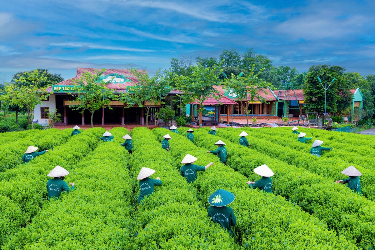 Du lịch trà được xem là sản phẩm đặc trưng mang tính biểu tượng của Thái Nguyên.