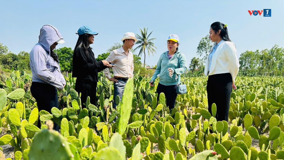 Hội nông dân và công ty thăm vườn xương rồng nguyên liệu tại Hòa Hiệp.