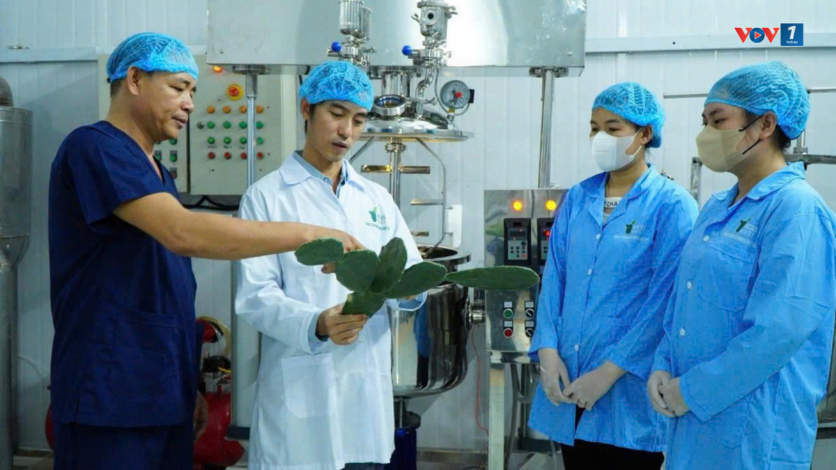 Anh Trần Văn Vũ (áo trắng), chủ một doanh nghiệp sản xuất các sản phẩm từ xương rồng, tiến hành kiểm tra nguyên liệu trước khi đưa vào chiết xuất.