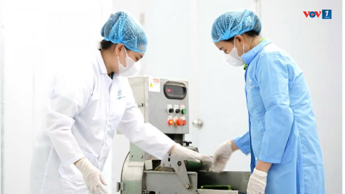 Sản xuất các sản phẩm từ xương rồng tại nhà máy.