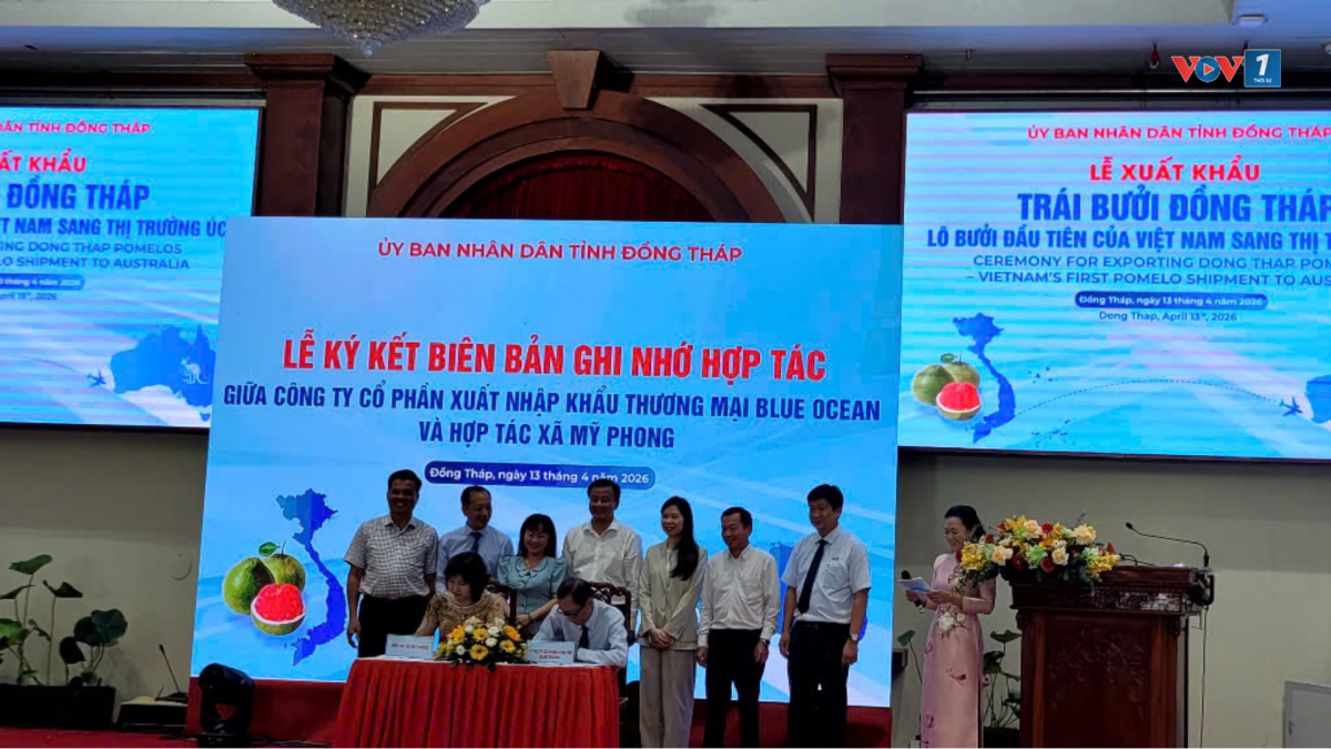 Các hợp tác xã, doanh nghiệp ký kết hợp tác sản xuất- tiêu thụ trái bưởi da xanh