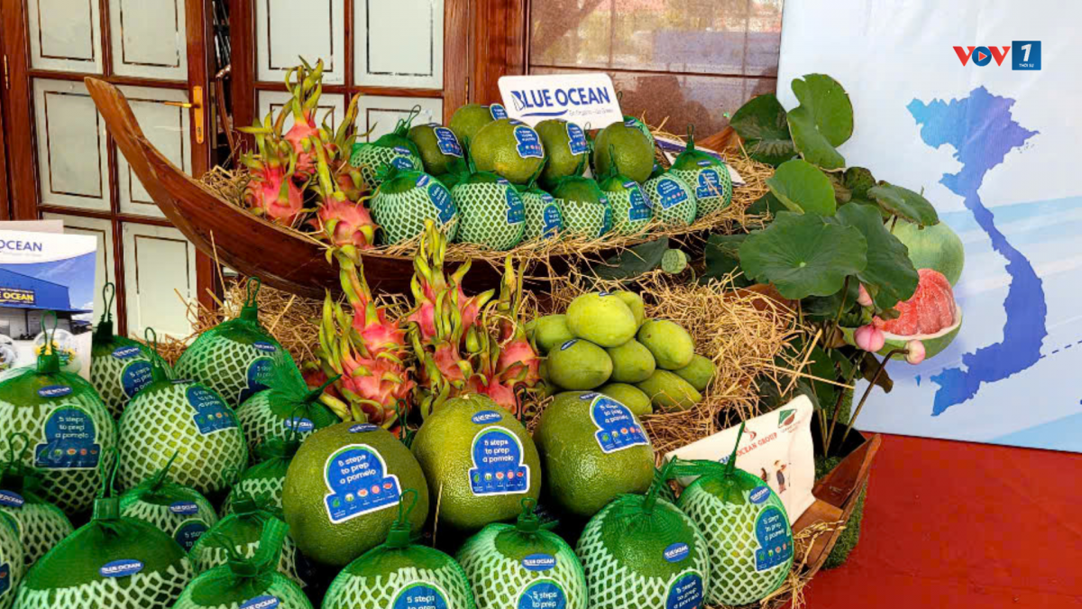 Trái bưởi da xanh tỉnh Đồng Tháp sẽ nâng cao giá trị khi xuất khẩu sang các thị trường khó tính
