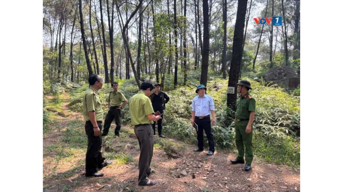 Kiểm tra rừng thông cảnh quan ở thành phố Huế