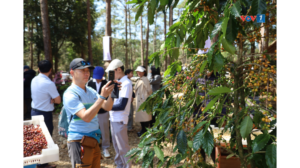 Du khách đến Măng Đen.
