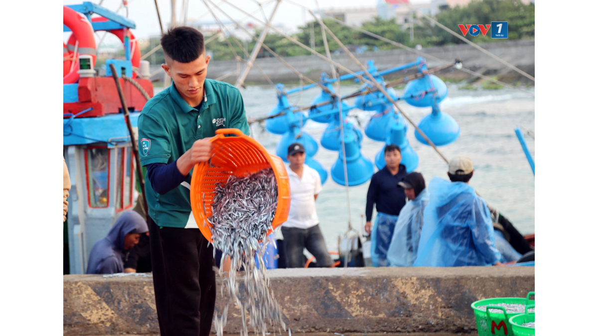 Niềm vui trúng vụ cá cơm sau những ngày bám biển