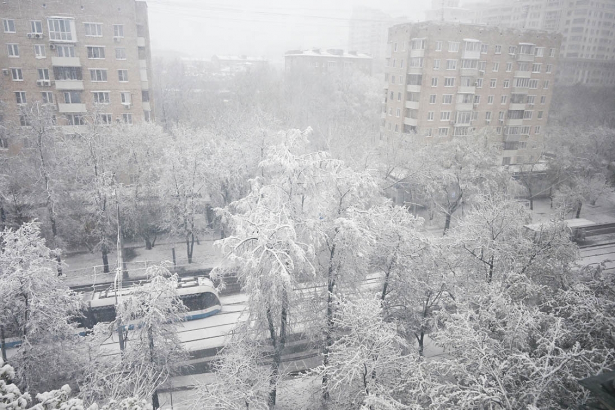 Tuyết phủ trắng cây cối giữa mùa xuân