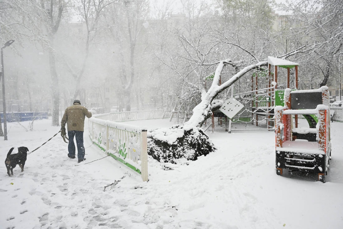 Bão tuyết bất thường khiến nhiều cây đổ rạp