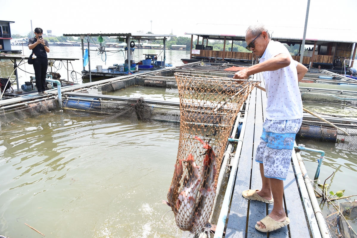 Từ nghề đánh bắt cá truyền thống, người dân nơi đây đã chuyển sang nuôi cá lồng