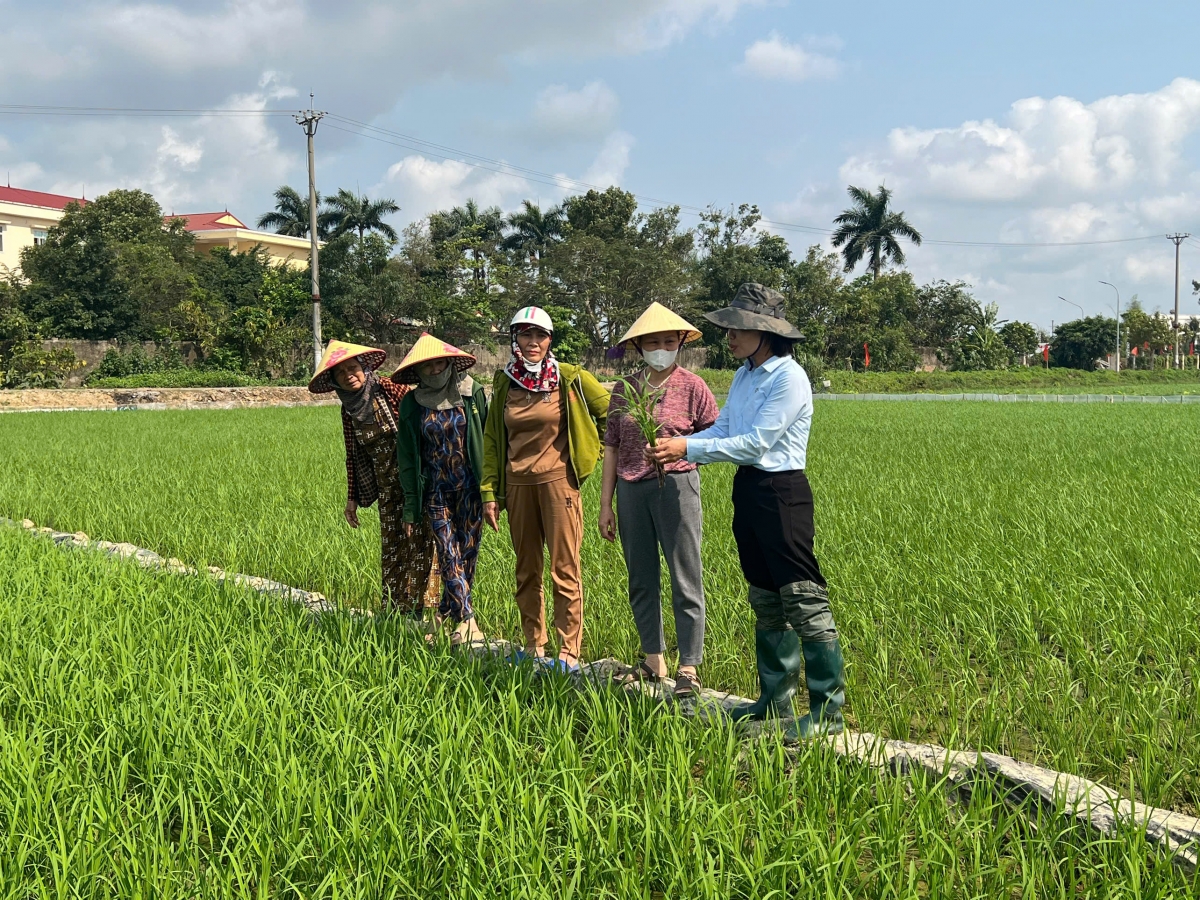 Canh tác lúa phát thải thấp theo phương thức tưới ướt khô xen kẽ ở thành phố Hải Phòng