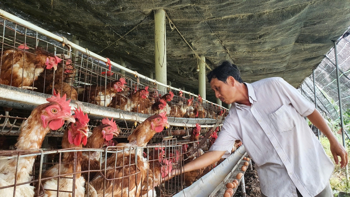 Chăn nuôi an toàn sinh học. (Ảnh: Nguyễn Quang)