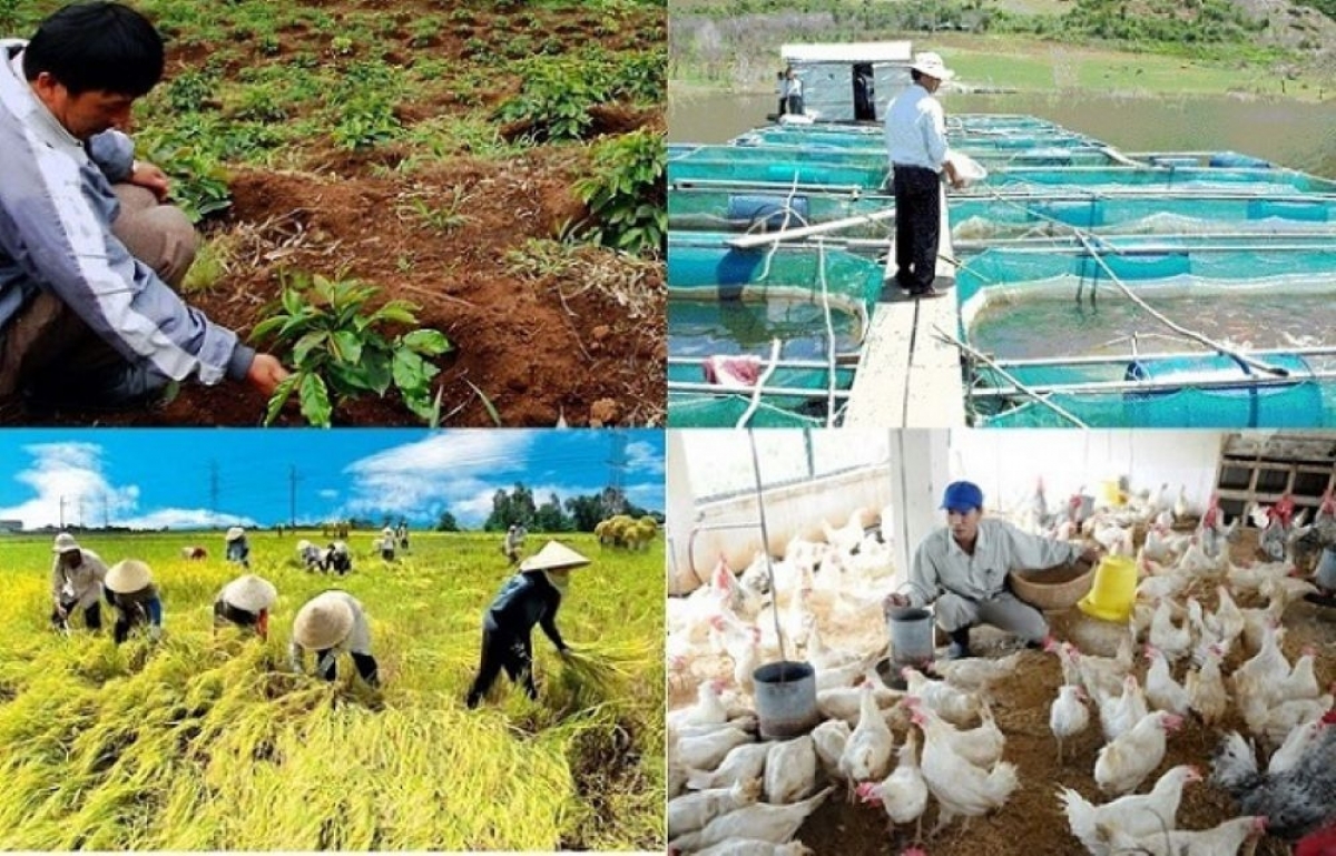 Thích ứng linh hoạt: nông nghiệp tiếp tục khẳng định vai trò trụ đỡ của nền kinh tế ( Ảnh minh họa: KT)