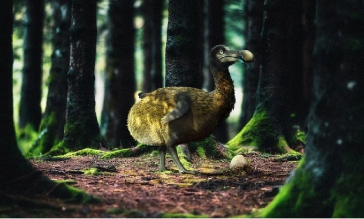 Phục dựng chim dodo ở trong rừng. Ảnh: Colossal Biosciences