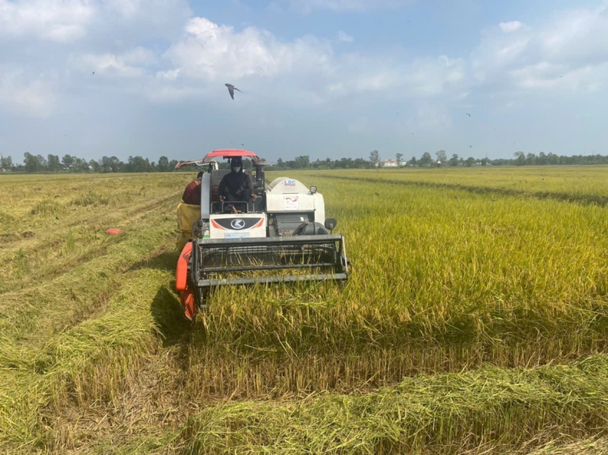 ABIC tham gia bảo hiểm cây lúa trong Đề án 1 triệu ha lúa phát thải thấp, giúp tăng thu nhập cho nông dân
