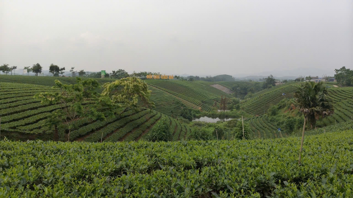 Canh tác hữu cơ góp phần giúp những đồi chè phát triển bền vững và nâng cao chất lượng sản phẩm.