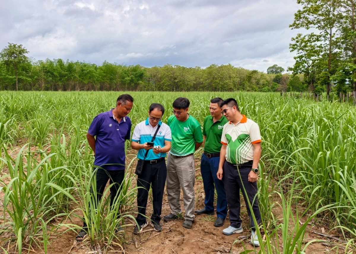 Chuyên gia, cán bộ kỹ thuật Phú Mỹ cùng đội ngũ kỹ thuật TTC Attapeu thực hiện đo dinh dưỡng đất tại ruộng mía.
 