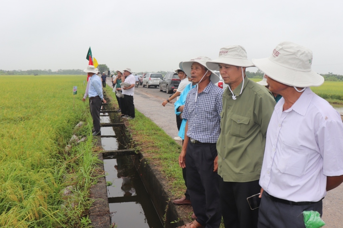 Thăm mô hình lúa Vietgap tại xã Đại Xuyên, Hà Nội