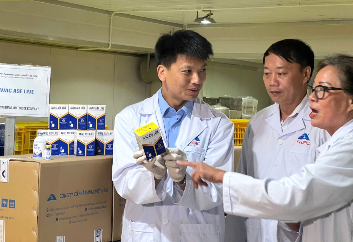 Vắc-xin dịch tả lợn Châu phi do công ty AVAC sản xuất được kiểm tra trước khi xuất khẩu sang Philippines