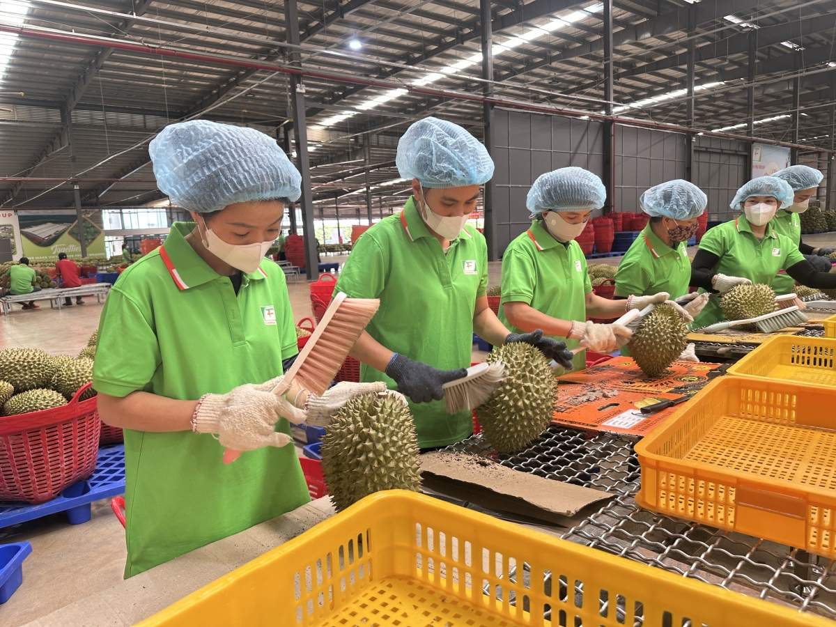 Nông, lâm, thuỷ sản Việt Nam có nhiều cơ hội nhưng cũng đối mặt với nhiều khó khăn, thách thức với các quy định mới của thị trường Trung Quốc và quốc tế.