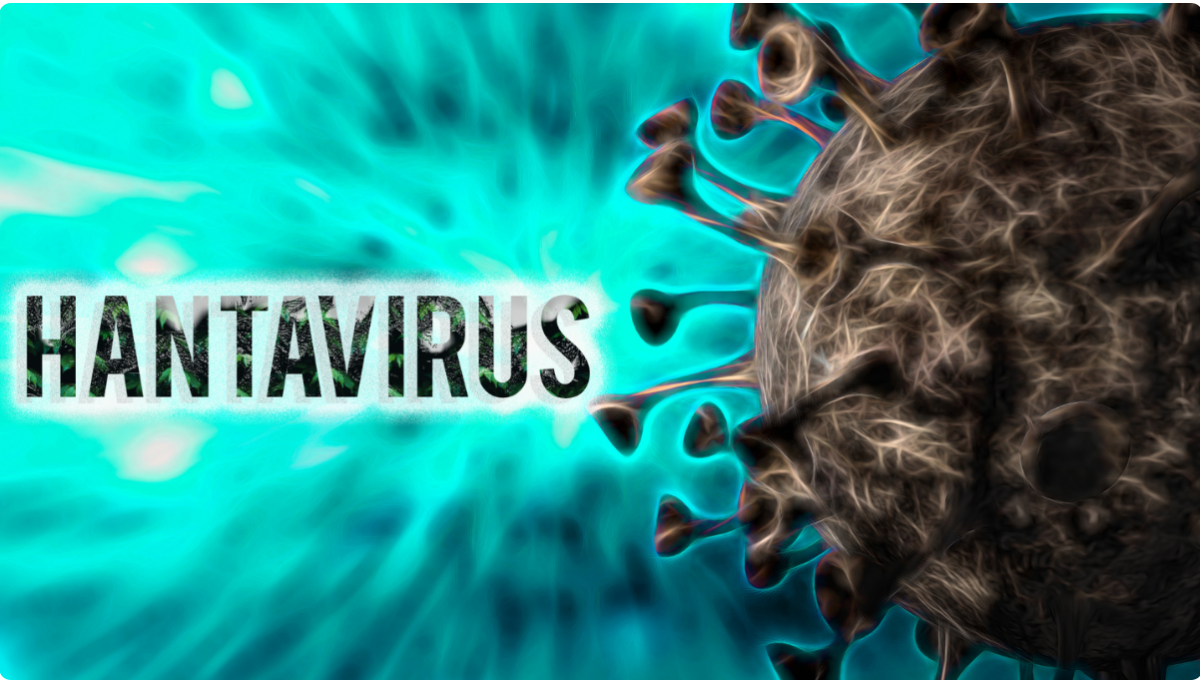 Virus Hanta chủ yếu lây truyền từ loài gặm nhấm sang người