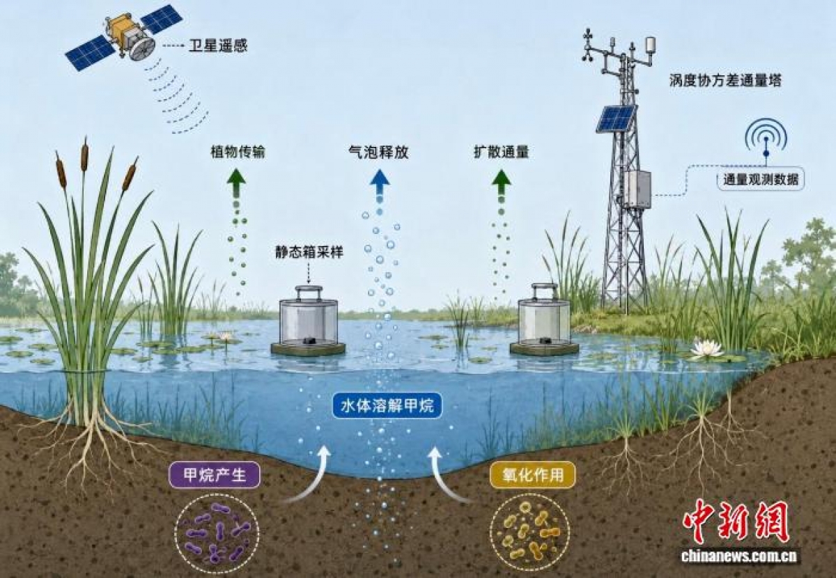 Sơ đồ minh họa quá trình phát thải khí methane ở vùng đất ngập nước và các kỹ thuật quan sát được sử dụng trong nghiên cứu này. Ảnh Chinanews