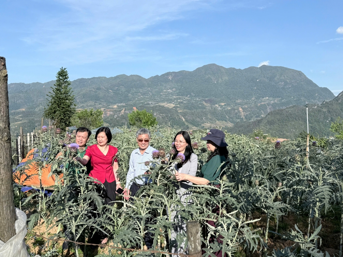 Bà Cao Thị Hòa Bình, Chi cục trưởng Chi cục Trồng trọt, Bảo vệ thực vật và Chăn nuôi, Thủy sản Lào Cai cùng các chuyên gia thăm vùng trồng actiso ngày 14/05- Ảnh Hạnh Lê