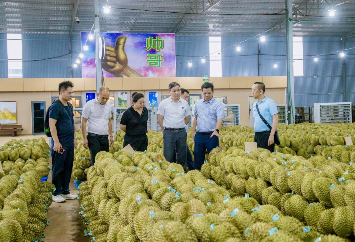 Việc xây dựng hệ thống truy xuất nguồn gốc, đồng bộ cùng cơ chế kiểm soát chất lượng sầu riêng chặt chẽ trở thành yêu cầu cấp thiết để duy trì thị trường xuất khẩu.