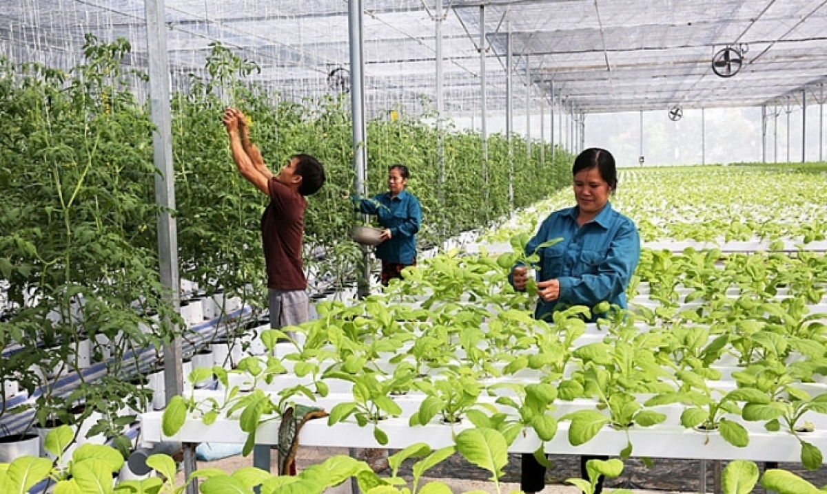 Hà Nội sẽ phát triển nền nông nghiệp "xanh", thân thiện với môi trường. Ảnh minh họa.