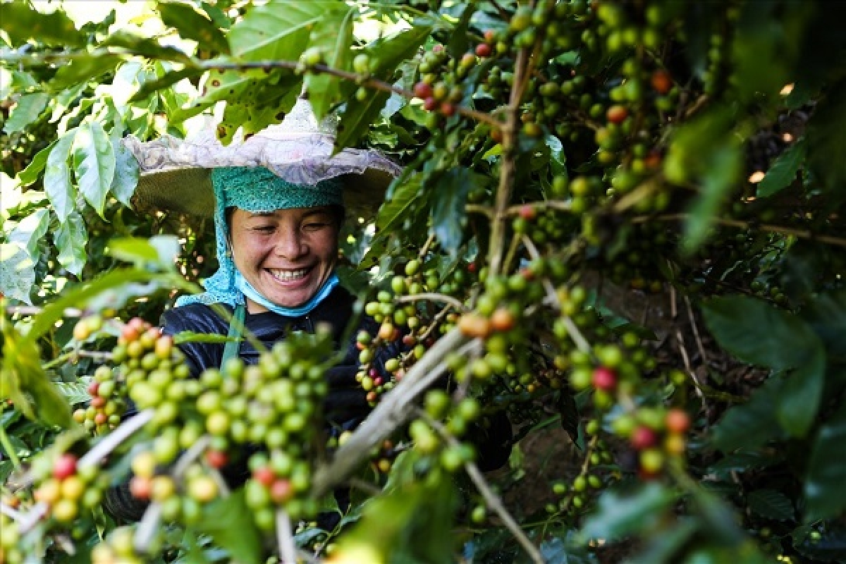 Cafe Arabica Sơn La (nguồn laodong.vn)
