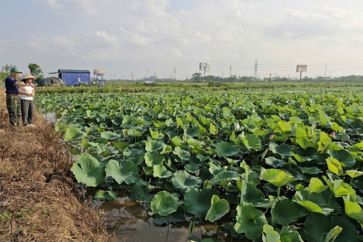 Nhiều diện tích ao hồ, đồng ruộng thấp trũng ở xã Phú Xuyên đã được chuyển đổi sang trồng sen kết hợp nuôi cá.