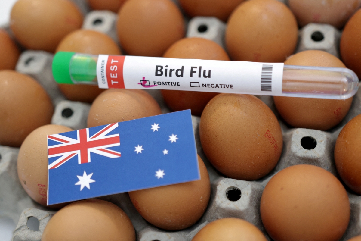Virus cúm gia cầm H5 chính thức xuất hiện tại lục địa Australia. Nguồn: Reuters