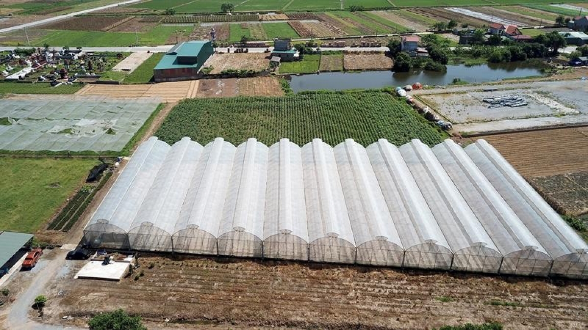 Mô hình nhà lưới trồng rau công nghệ cao tại tỉnh Bắc Ninh