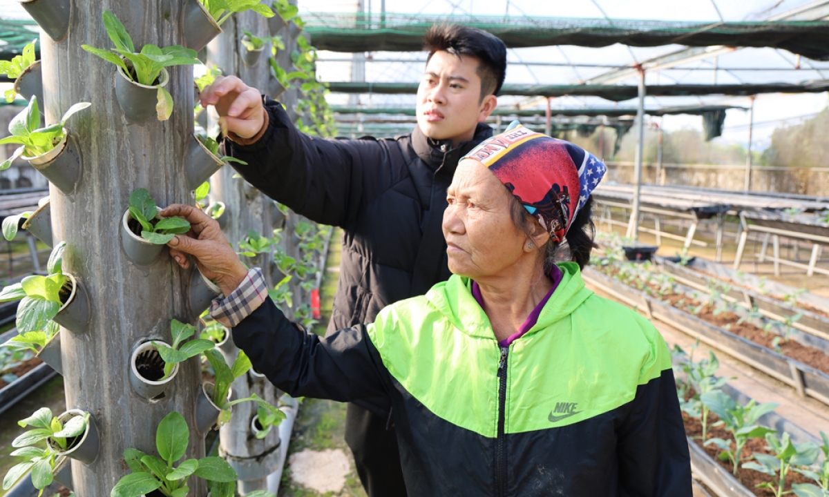 Khu nhà kính trồng rau công nghệ cao của Hợp tác xã phát triển công nghệ Tâm An, xã Liên Bão (nguồn: Thuonghieuvacongluan.vn)