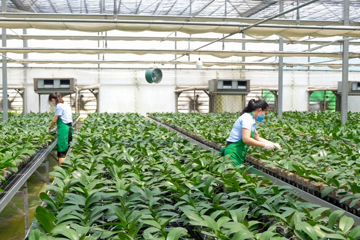 Nông nghiệp đô thị Hà Nội bứt phá từ các mô hình đa giá trị