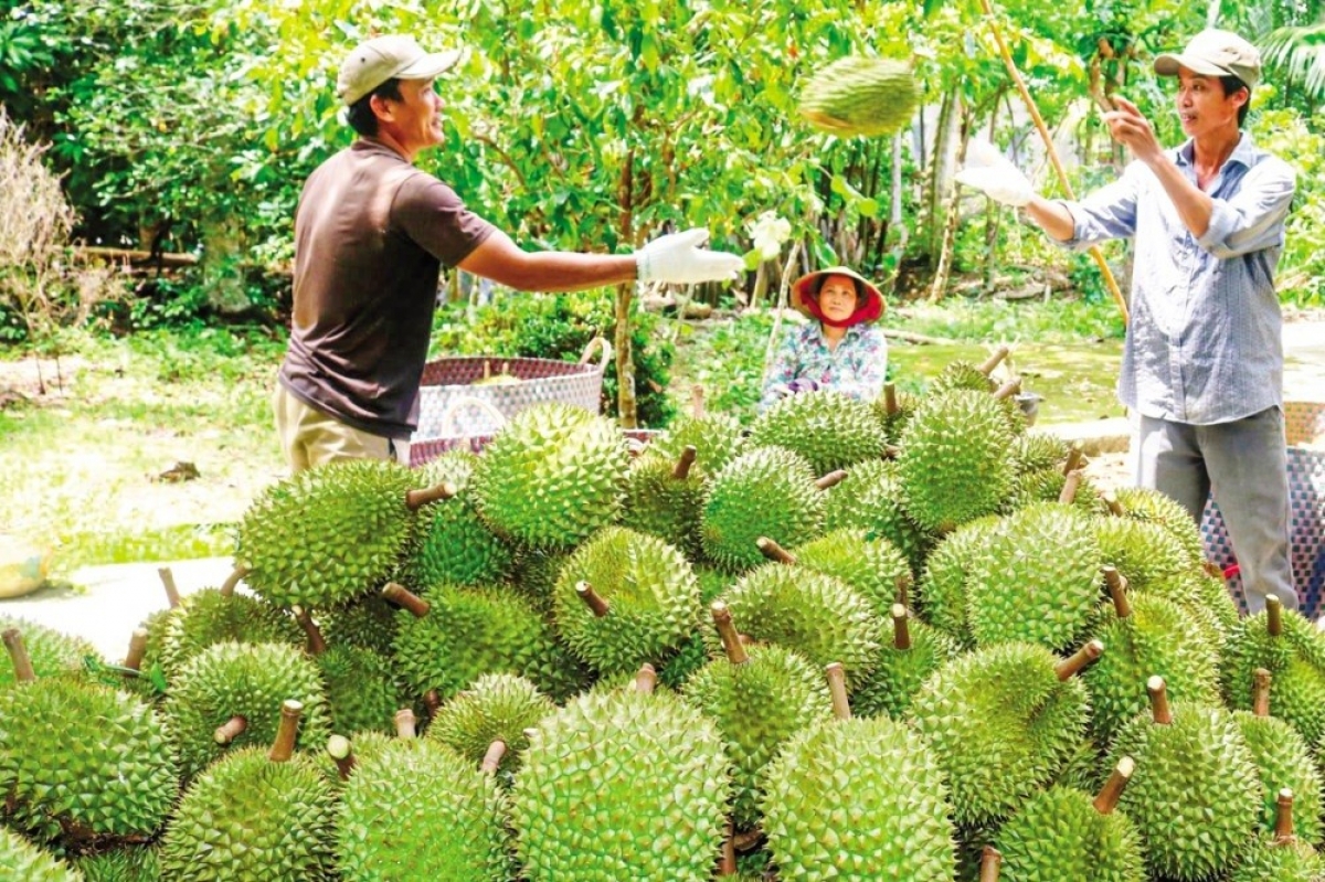 Sầu riêng đang phát triển nóng ở nhiều địa phương