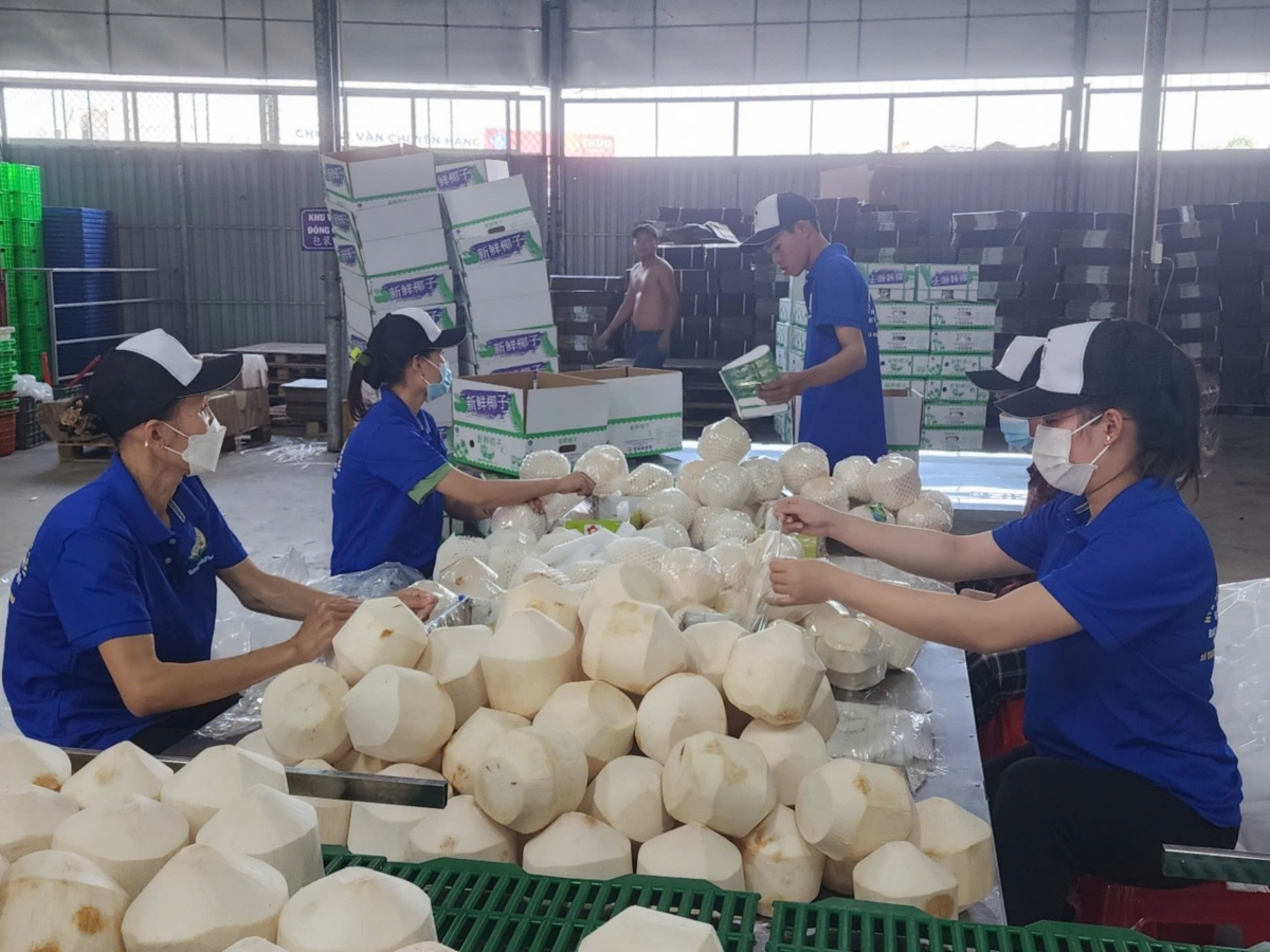 Trái dừa tươi tại tỉnh Đồng Tháp trước khi đưa đi xuất khẩu.