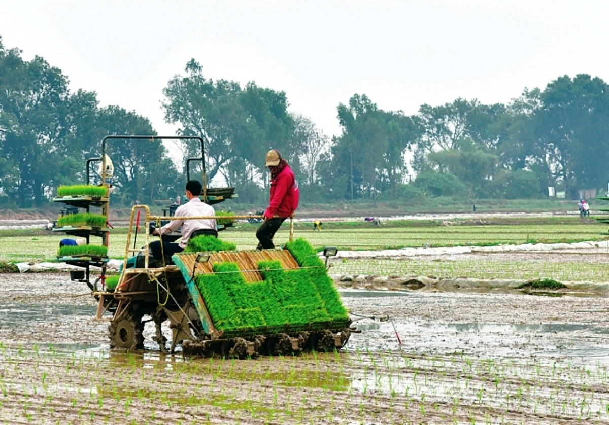 Việc sử dụng máy cấy giúp cấy thưa, tạo điều kiện để ruộng lúa thông thoáng, giảm sâu bệnh.