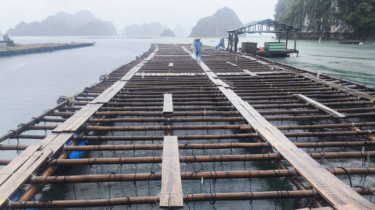 Khu vực nuôi trai lấy ngọc ngoài biển của Hợp tác xã Đảo Ngọc Vân Đồn, Quảng Ninh