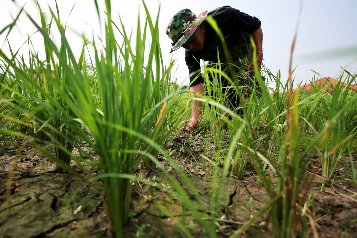 Người  nông dân Indonesia ứng phó với hạn hán kéo dài do hiện tượng El Nino gây ra , tại huyện Cirebon, tỉnh Tây Java, Indonesia, tháng 6 năm 2026.
Ảnh: REUTERS