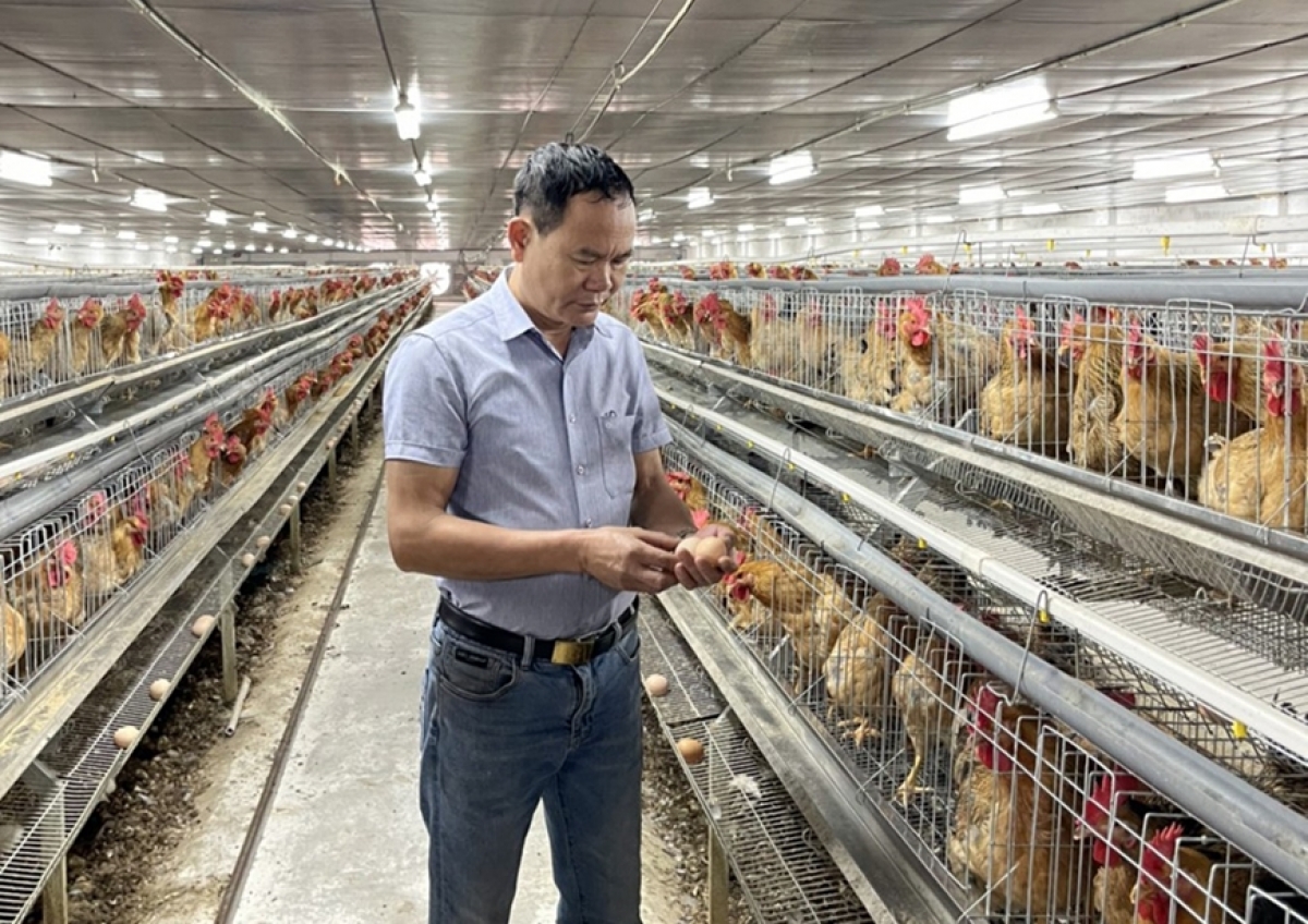 Anh Hoàng Mạnh Ngọc tại trang trại gà của mình.