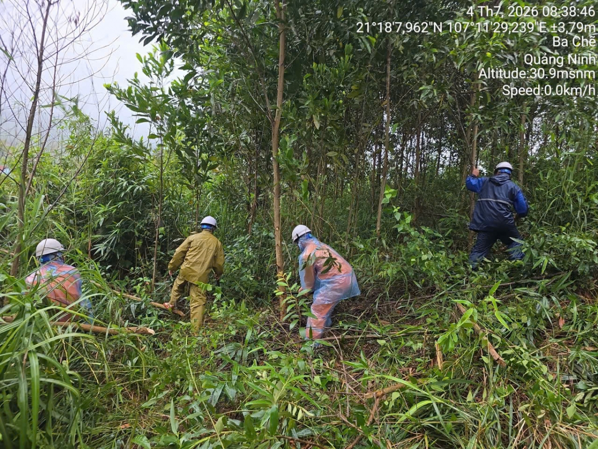 Thực hiện phát quang hành lang an toàn lưới điện