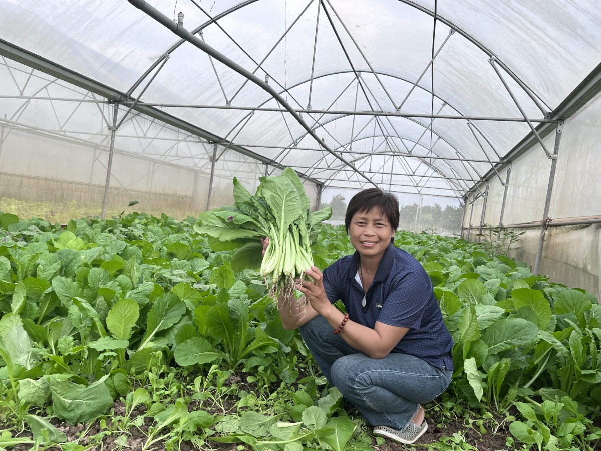 Khởi nghiệp từ 3 sào đất, đến nay trang trại hữu cơ của bà Cuối có tổng diện tích hơn 5,4ha gồm 80 nhà màng với phương châm “mùa nào thức ấy”.