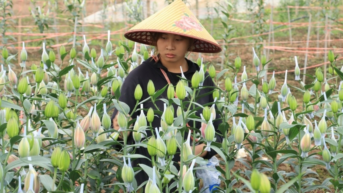 Mô hình trồng hoa ly hiệu quả của Trung tâm Khuyến nông Hà Nội